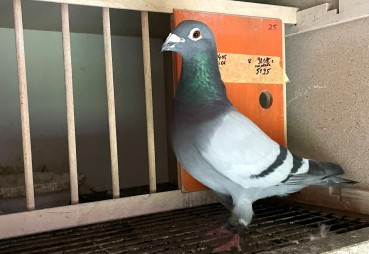 Okres lęgowy gołębi: 5 sprawdzonych sposobów na silną skorupkę zdrowe pisklęta