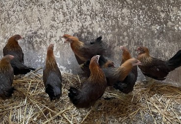 Ptasia grypa zagraża także małym hodowlom - jak zabezpieczyć własne kury i drób?