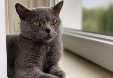 Siatka na balkon dla kota - zadbaj o bezpieczeństwo swojego pupila!