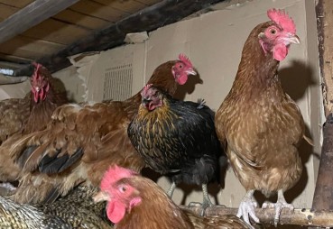 Jak zwiększyć nieśność kur jesienią? Sprawdź, dlaczego warto doświetlać przydomowy kurnik!