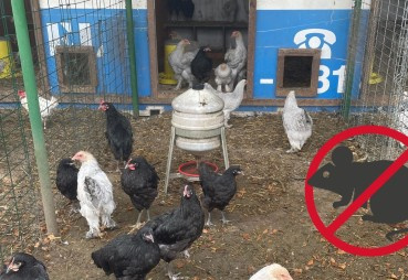 Gryzonie w hodowli zwierząt gospodarskich: zagrożenia, straty i skuteczne metody zwalczania