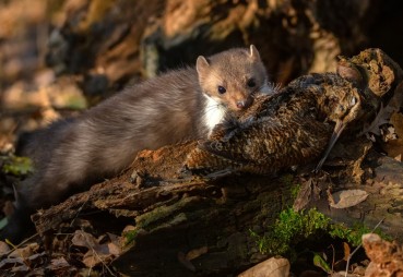 Jak się pozbyć kuny - czyli skuteczne sposoby na uciążliwego lokatora