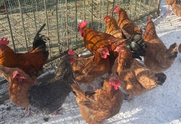 Czy kury mogą wychodzić na śnieg i mróz?