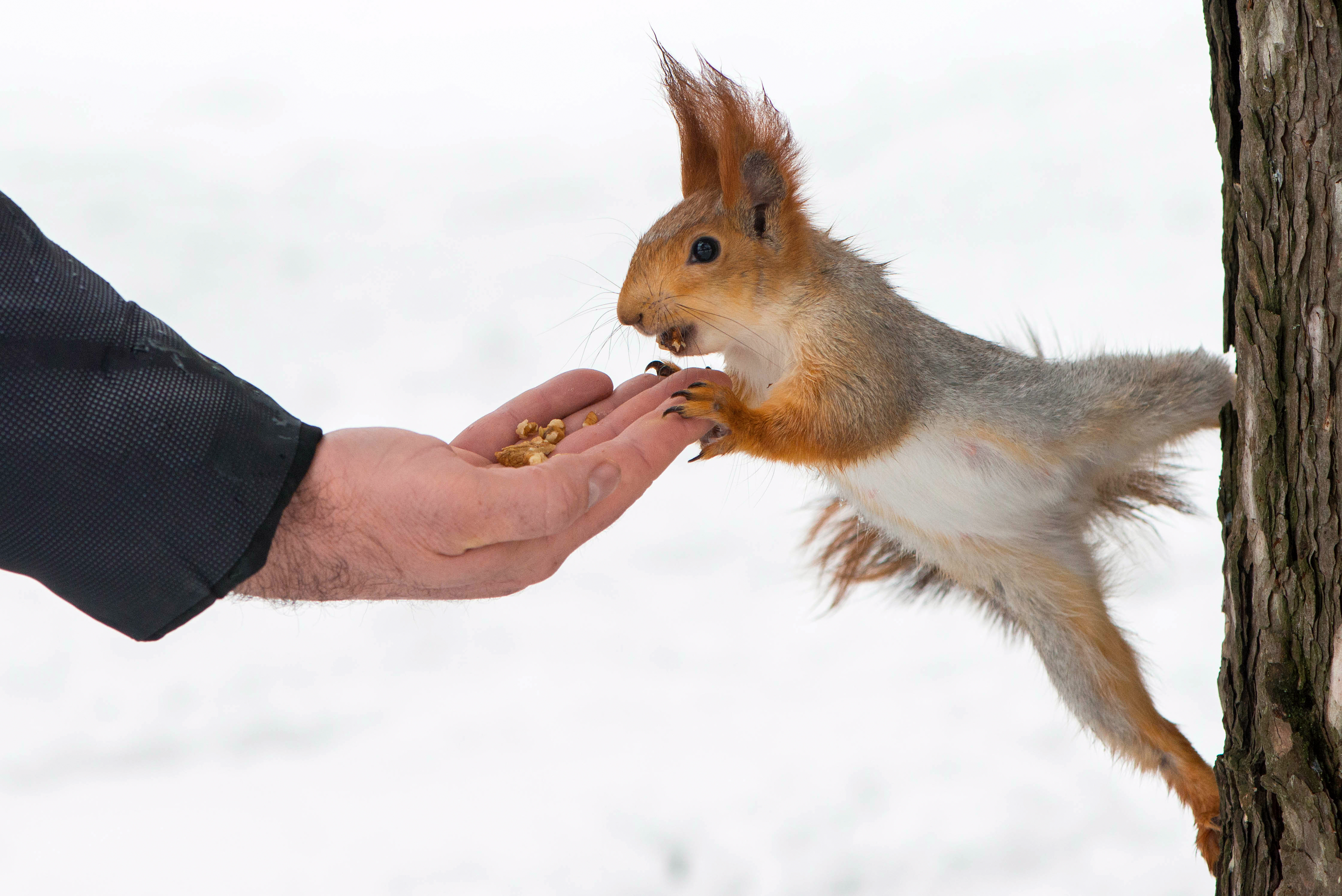 Zimowe dokarmianie dzikiej przyrody: Zalety i praktyczne wskazówki