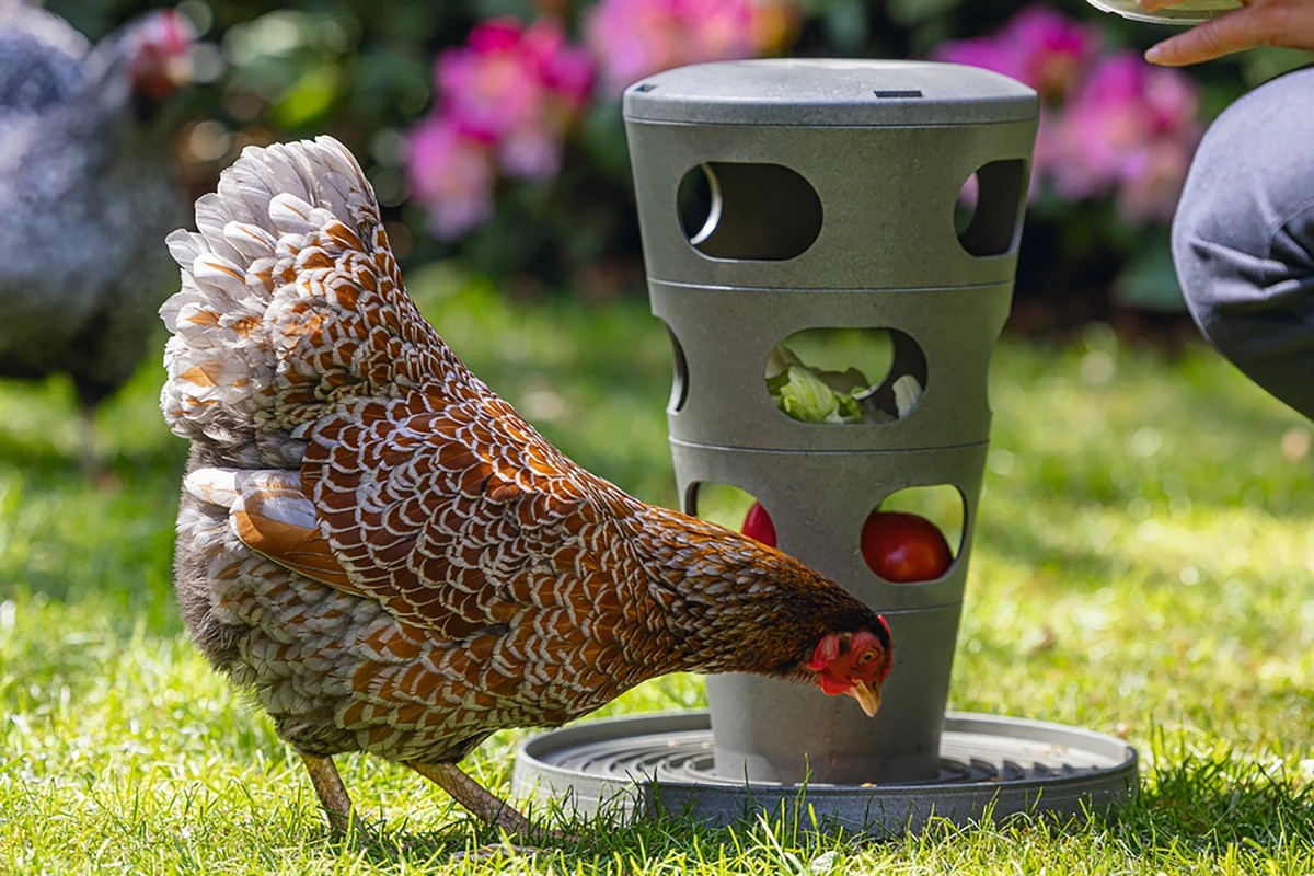 Chicken Tower karmnik dla kur