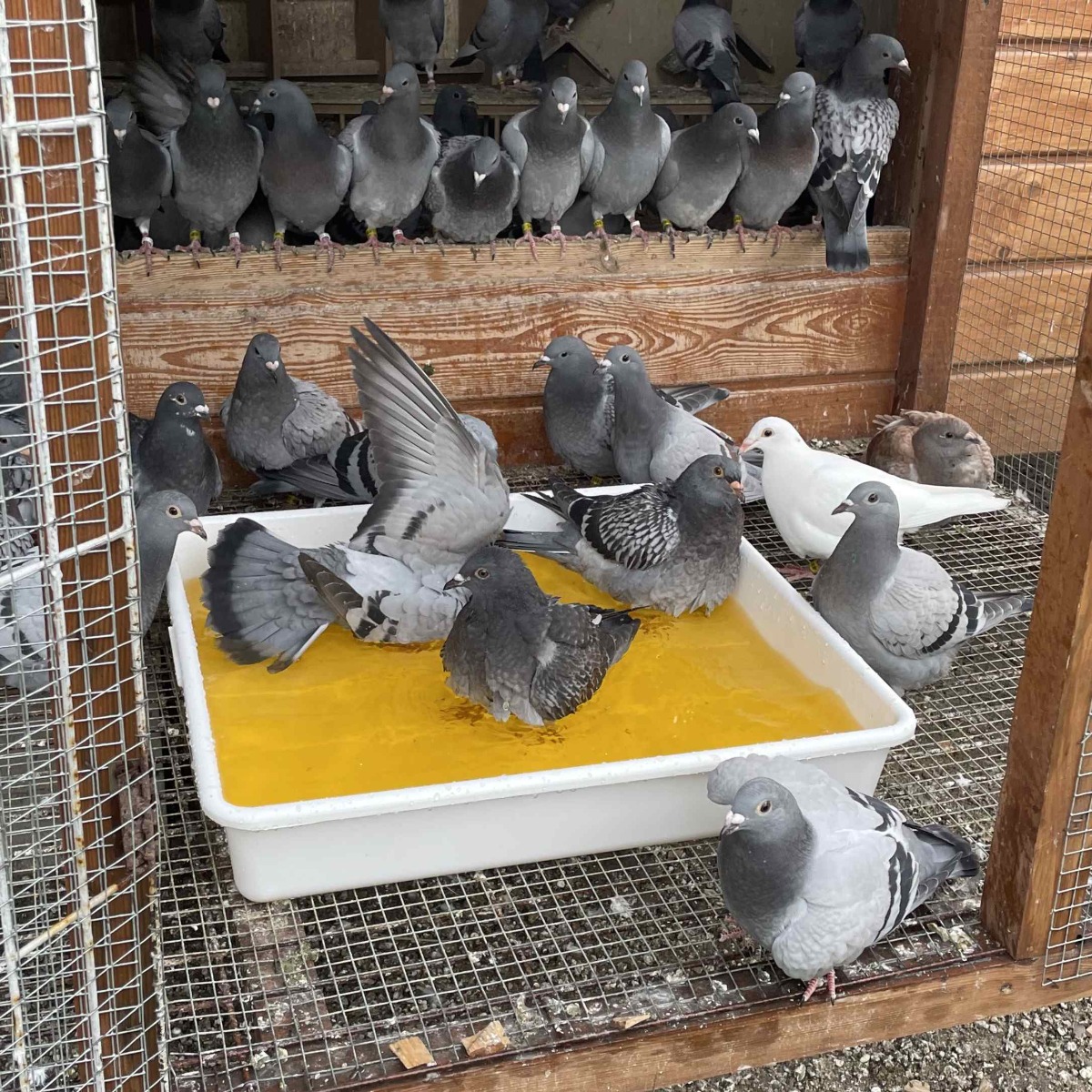 Gołębie kąpią się w wannie z solą