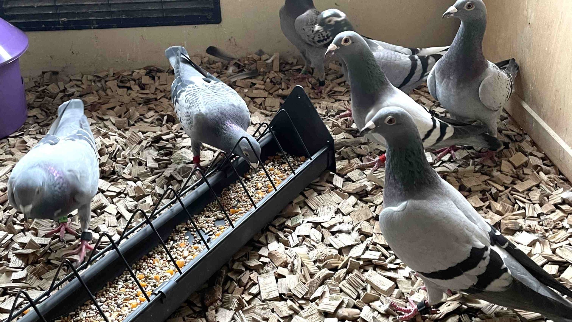 gołębie przy karmidle w gołębniku