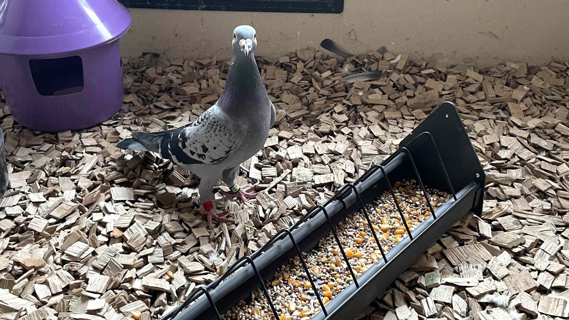 Karma rozpłodowa dla gołębi