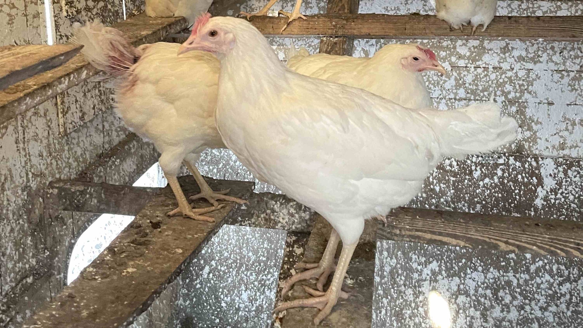 kury Leghorn