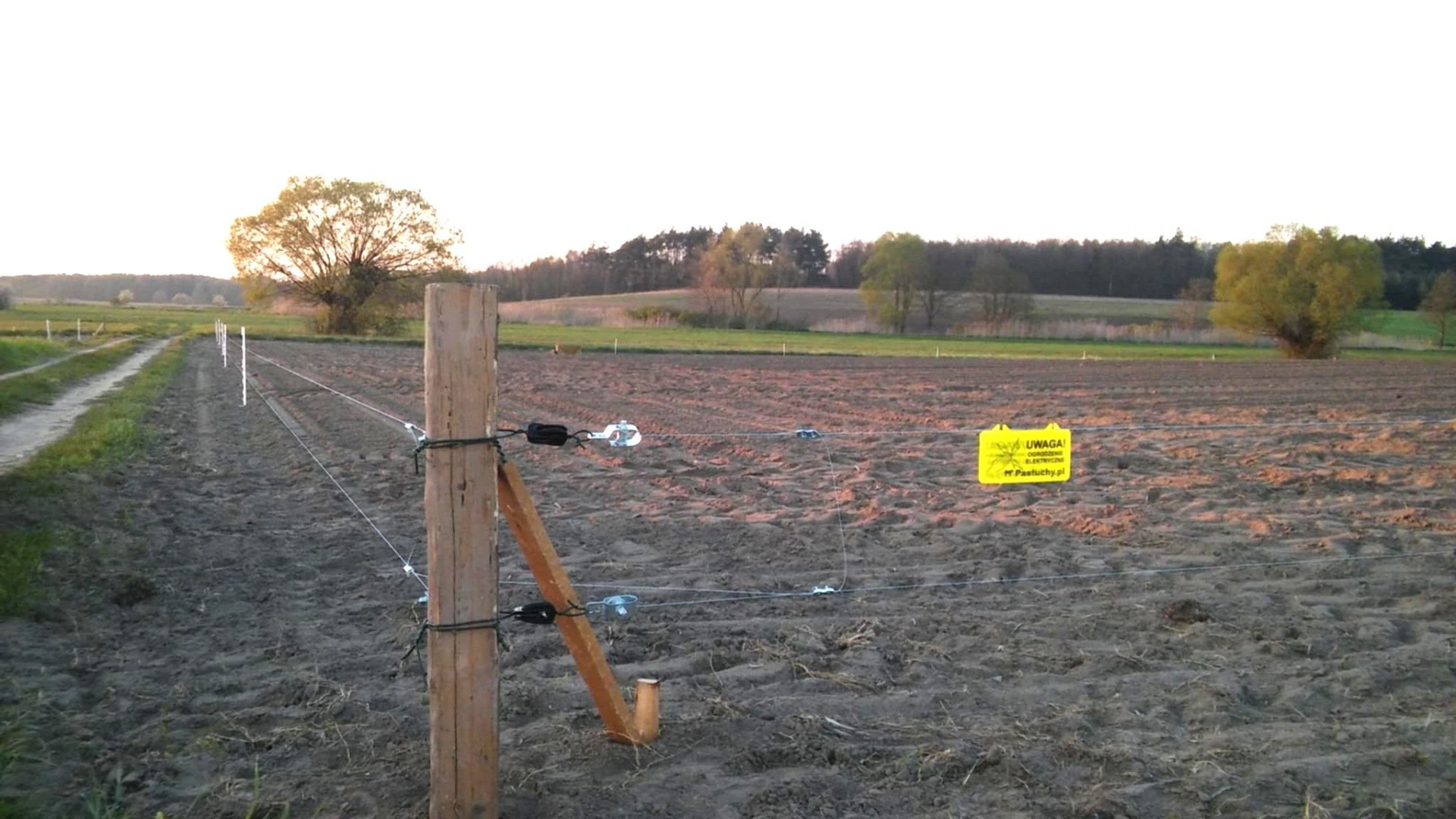 pastuch na polu kukurydzy zasianej